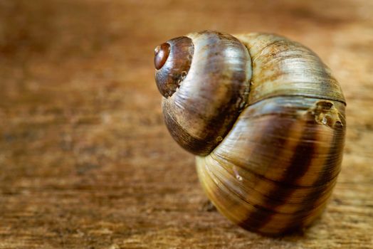 Close up of a common Periwinkle on an old  wooden plank