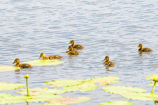 Many ducklings are swimming on the river close to the yellow waterlilies