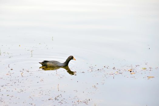 A young black mallard duck is swimming in the lake's blue water