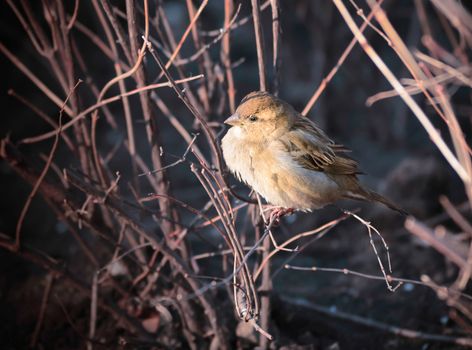 Female House Sparrow (Passer domesticus) in a bush under the yellow winter light