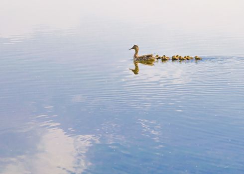 An adult female duck is swimming on the Dnieper river followed by her duckling family