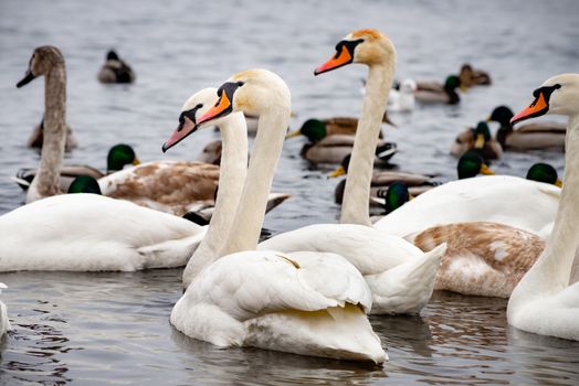 A multitude of wild swans and ducks on the frozen Dnieper river in Kiev, Ukraine, during the cold and snowy winter