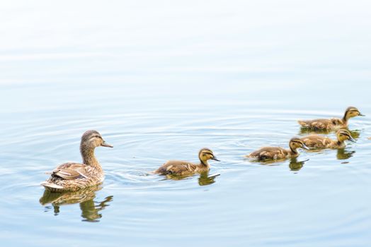 An adult female duck is swimming on the Dnieper river with by duckling family
