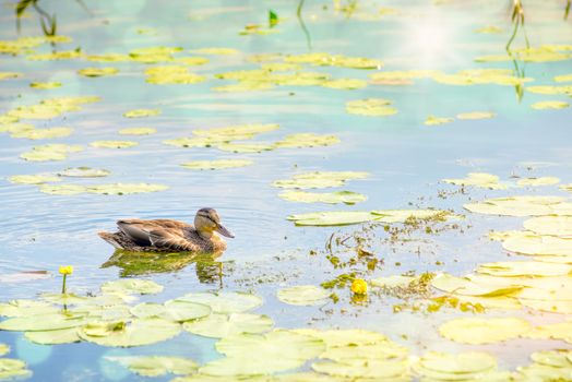 A female duck is swimming in the golden green waters of the Dnieper river at dawn in Kiev