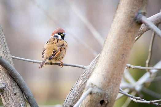 An Eurasian tree sparrow (passer montanus) is perched  on a branch in winter