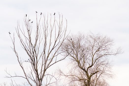 Hooded crows perched on the top of tree branches are waiting to take flight during a gray winter day