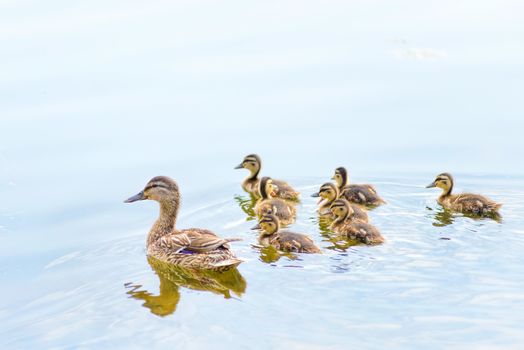 An adult female duck is swimming on the Dnieper river with by duckling family