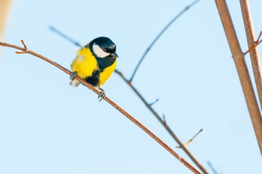 A yellow and black Great Tit on a treee twig, in winter
