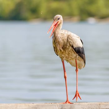 A black and white stork is standing on a wooden pontoon close to the Dnieper river in Ukraine
