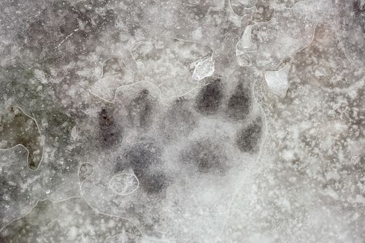 Animal footprint in the frozen snow, under the ice, in winter