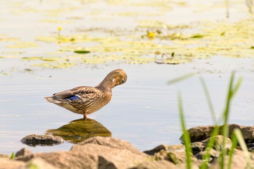 A female duck on a rock close to the golden waters of the Dnieper river at dawn in Kiev
