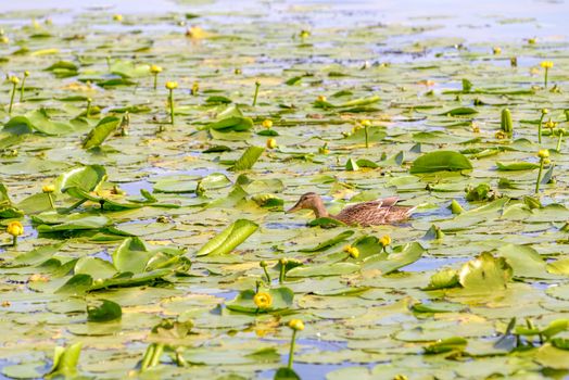 A female duck is swimming in the waters of the Dnieper river covered by Nuphar lutea with yellow flowers at dawn in Kiev