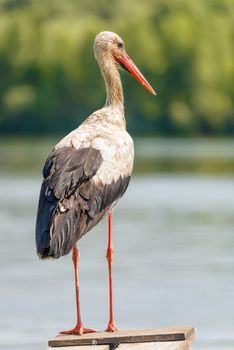 A black and white stork is standing on a wooden pontoon close to the Dnieper river in Ukraine