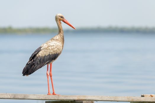 A black and white stork is standing on a wooden pontoon close to the Dnieper river in Ukraine