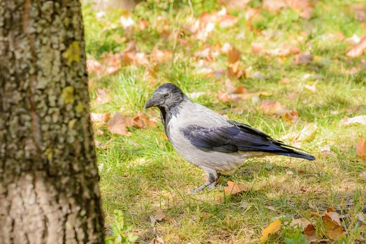 A hooded crow walks on the grass with autumn leaves and is watches around him