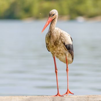 A black and white stork is standing on a wooden pontoon close to the Dnieper river in Ukraine