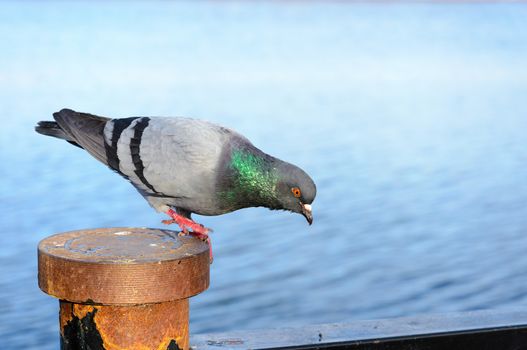 A gray inquisitive pigeon stay perched close to the water, watching something and ready to fly away