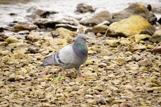 A gray pigeon stands on the stones close to the Dnieper river in Kiev the capital of Ukraine