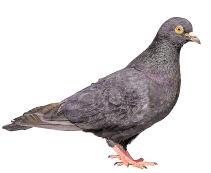 A gray pigeon isolated on white background