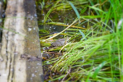 Close up of a green and brown frog in a pond close to the Dnieper river in Kiev, Ukraine