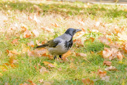 A hooded crow walks on the grass with autumn leaves and is watches around him