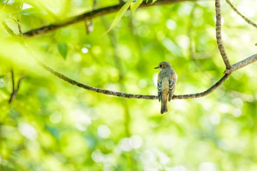 A Collared Flycatcher stands on a willow branch in the wood close to a lake in Kiev, Ukraine