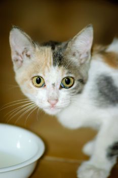 Portrait of a white, black and brown spotted kitten drinking milk in a little cup or bowl