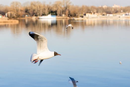A black-headed seagull, Chroicocephalus ridibundus, with a ring and matriculation number is flying over the blue waters of the Dnieper river in Kiev the capitol of Ukraine