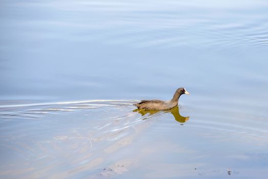 A young black mallard duck is swimming in the lake's blue water