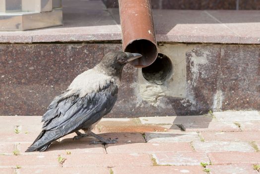 A Hooded Crow is drinking few water from a flow tube to refresh itself during the warm and arid summer