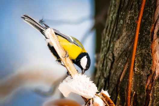 A Great Tit eating fat on a treee branch, in winter