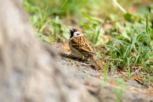 A sparrow is hiding behind a tree trunk