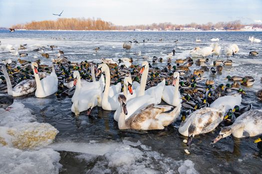 A multitude of wild swans and ducks on the frozen Dnieper river in Kiev, Ukraine, during the cold and snowy winter