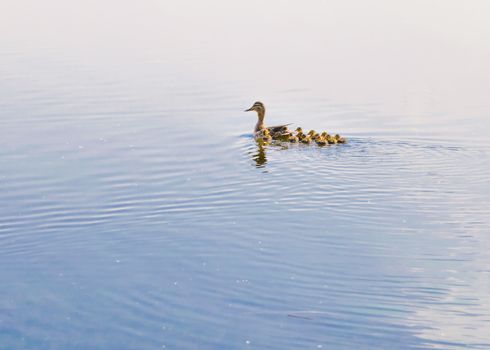 An adult female duck is swimming on the Dnieper river followed by her duckling family