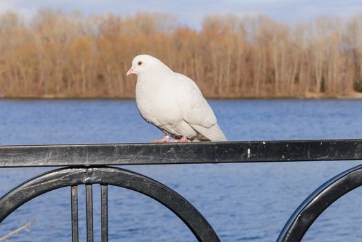 A big white pigeon, we could call a dove, stay perched on the fence close to the river