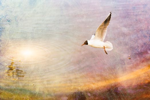 A black-headed seagull, Chroicocephalus ridibundus, is flying over the blue waters of the Dnieper river in Kiev the capitol of Ukraine