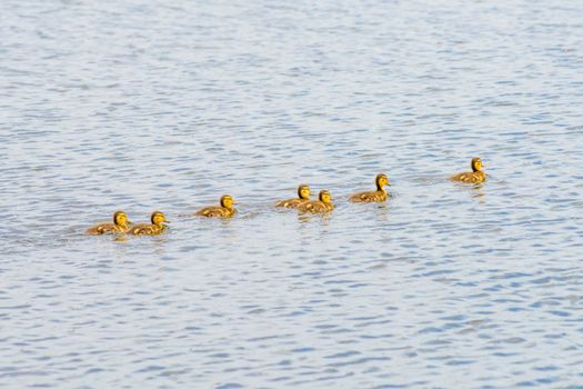 A duckling family  is swimming on the Dnieper river in Kiev the capital of Ukraine