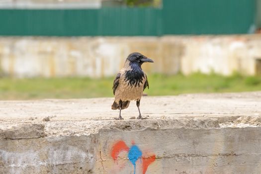 A hooded crow is standing on a cement wall and is watching around him