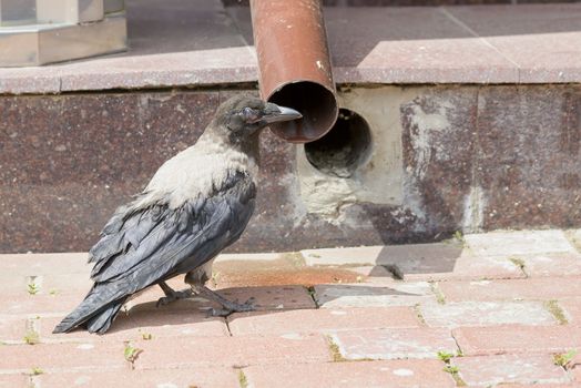 A Hooded Crow is drinking few water from a flow tube to refresh itself during the warm and arid summer