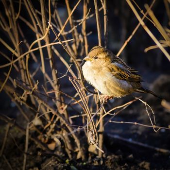 A female House Sparrow (Passer domesticus) under the yellow winter morning light