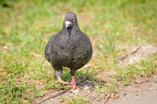 A gray pigeon is walking on the green grass