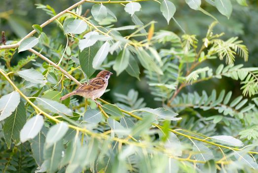 A sparrow hidden in a bush looks around