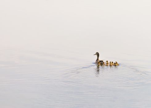 An adult female duck is swimming on the Dnieper river followed by her duckling family