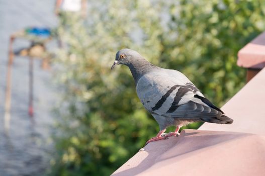 A gray inquisitive pigeon stay perched close to the water, watching something and ready to fly away