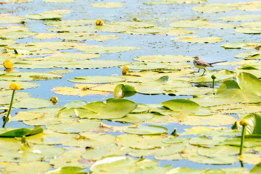 Citrine wagtail walking on Nuphar Lutea on the Dnieper river in Kiev, Ukraine