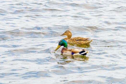 Male and female Mallards are swimming on the Dnieper River in Kiev the capital of Ukraine