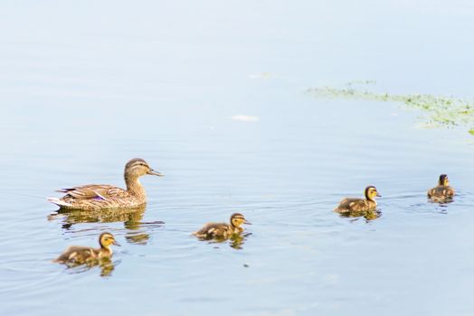 An adult female duck is swimming on the Dnieper river with by duckling family