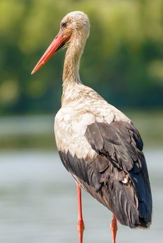 A black and white stork is standing close to the Dnieper river in Ukraine