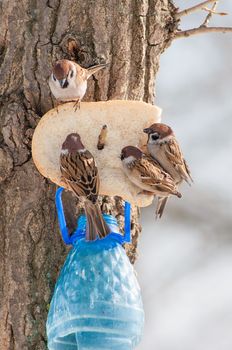 Four Sparrows are eating a slice of bread attached on a tree, over a big plastic bottle used as birds feeder