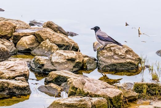 A black crow close to the Dnieper river in Kiev during winter